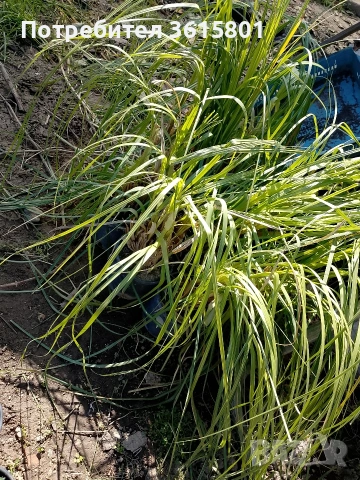 лавровишна , снимка 5 - Градински цветя и растения - 53971651