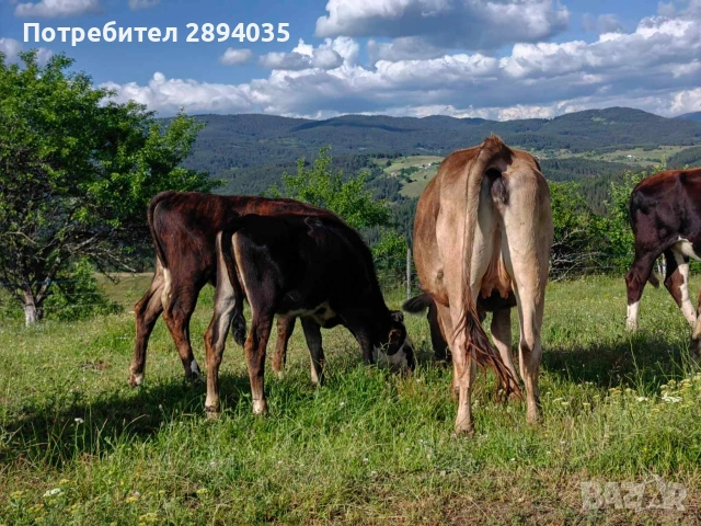 телета и крави , снимка 7 - Крави - 54966447