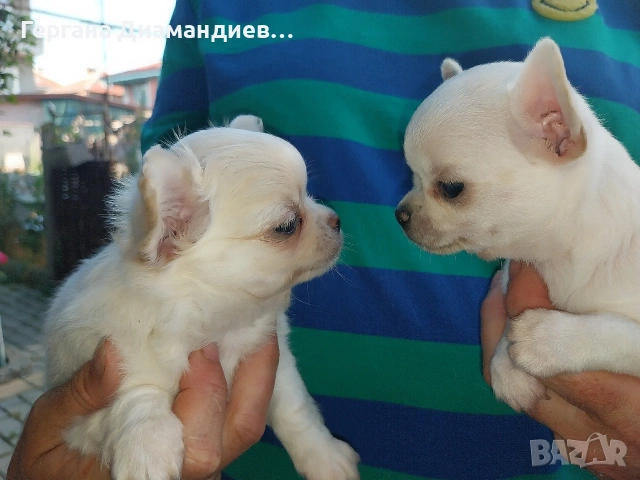 продавам мини чихуахуа 