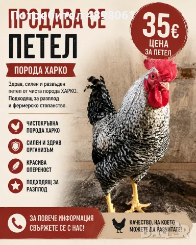 Продавам петли Харко – на 6 месеца, сиви на цвят. Здрави, добре гледани и подходящи за разплод. 