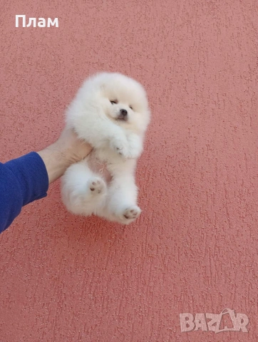 Мъжки и женски Померани.Реални снимки !, снимка 2 - Померан - 54170033