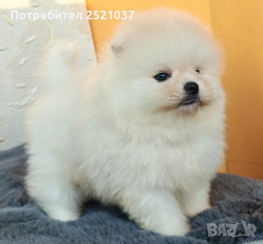 Померан момченце