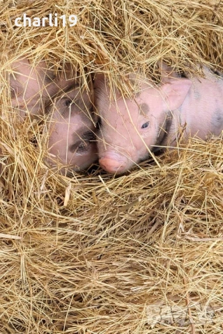 Мини виетнамски прасенца , снимка 3 - Прасета - 53968182