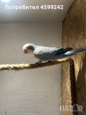 Двойка Монах, снимка 4 - Папагали - 54231040