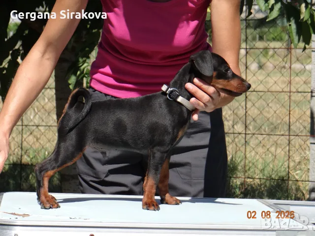 Миниатюрен Пинчер / zwergpinscher, снимка 7 - Пинчер - 55357983