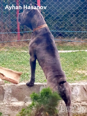 Търсим женско Кане Корсо за Разплод , снимка 2 - Търси партньор - 53950784