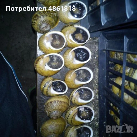 Месо от охлюви Хеликс Асперса Максима , снимка 2 - Други животни - 54974879