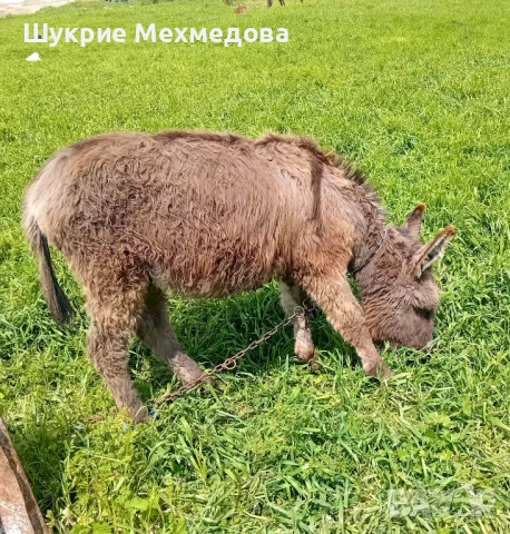Малко мъжко магаре