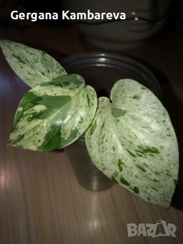 Epipremnum pinnatum marble 