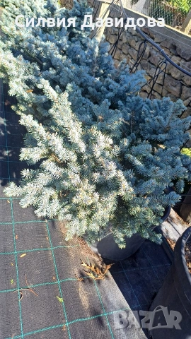 Глаука глобоза Glauca globosa, снимка 8 - Градински цветя и растения - 55227366