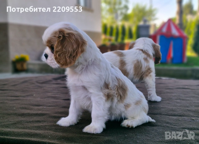 Кавалер Кинг Чарлз Шпаньол, снимка 4 - Кавалер кинг чарлз шпаньол - 54500086