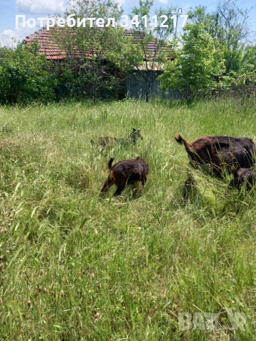 продавам ярета, снимка 3 - Кози - 54421802