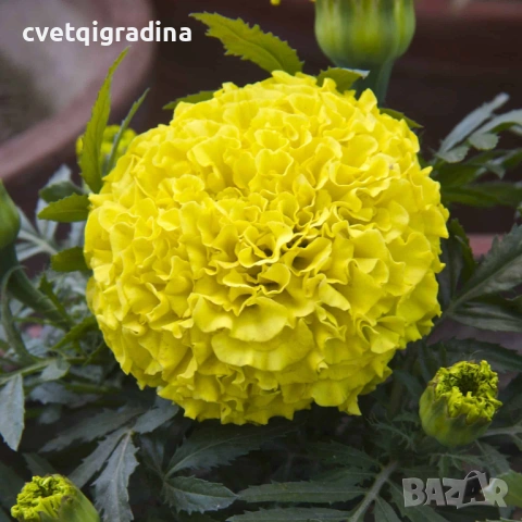 Tagetes Taishan Mix(Тагетис-Турта Тишан Микс), снимка 2 - Градински цветя и растения - 54516205
