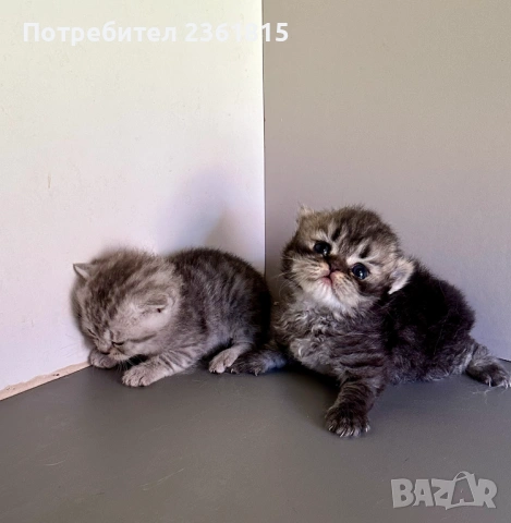 Шотландски котенца, снимка 6 - Британска късокосместа - 54478164