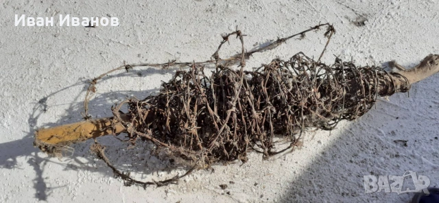 Бодлива тел , снимка 5 - Огради и мрежи - 54228681