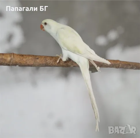 Малък Александър - ръчно хранени, снимка 5 - Папагали - 55509470