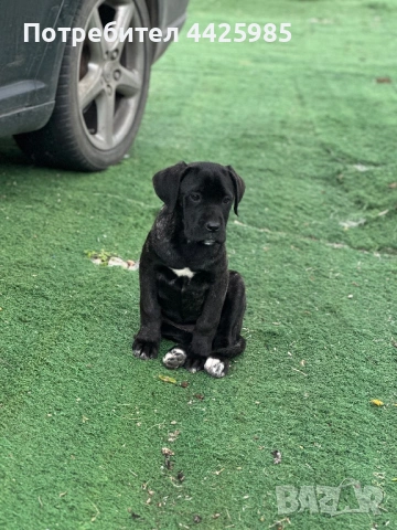 Cane Corso 