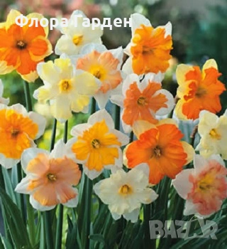 Луковици НАРЦИС - Предварителни поръчки, снимка 2 - Сортови семена и луковици - 46827345