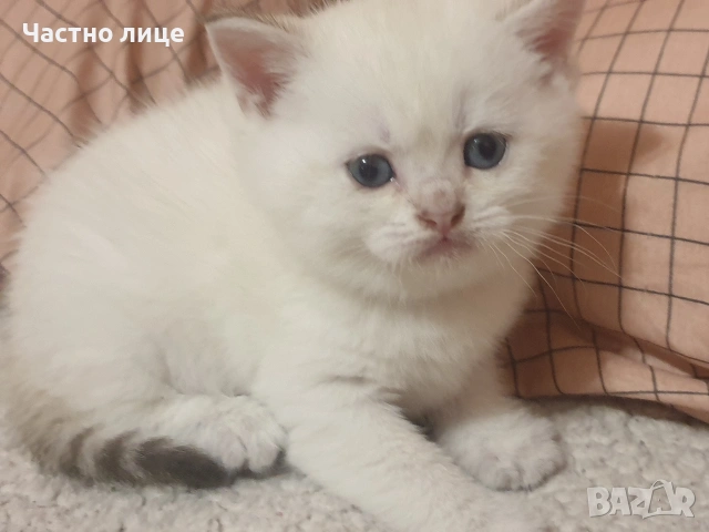 Шотландско коте златна чинчила колор поинт