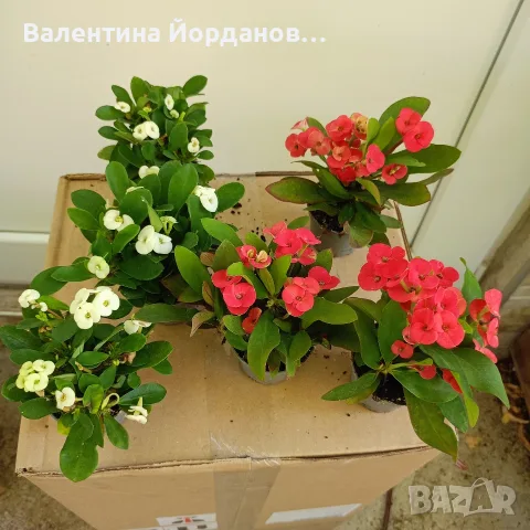 исусов венец стайно цвете 