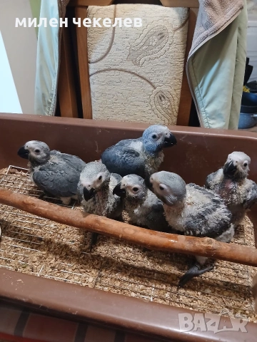 Жако Конго