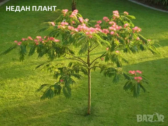 Албиция (копринено дърво)