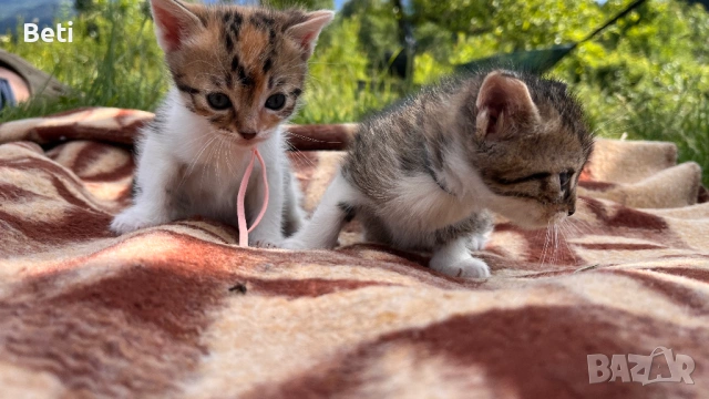 Две сладки котенца търсят своите постоянни домове!, снимка 13 - Други - 54931372