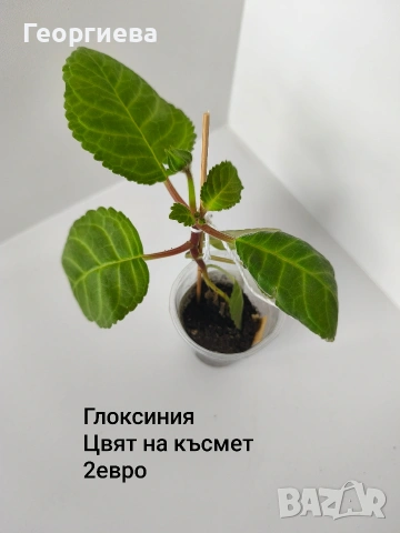 глоксиния , снимка 4 - Стайни растения - 54716784