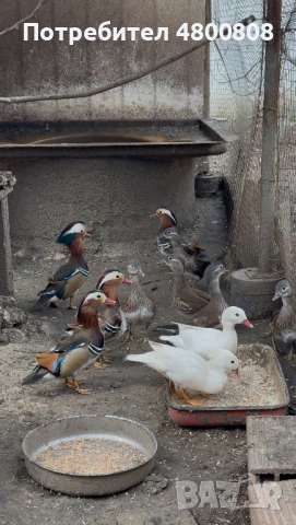 Мандаринки, снимка 3 - други­ - 54237285