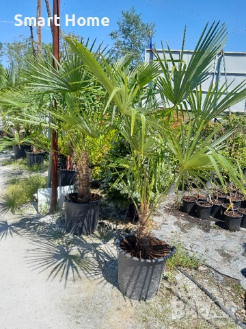 Палми Трахикарпус , Trachycarpus fortunei, снимка 3 - Градински цветя и растения - 54668092