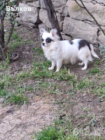 Чихуахуа Бяло със синьо, снимка 2 - Чихуахуа - 51843418