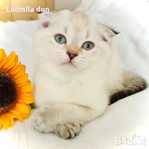 🐾 Продавам чистокръвни британски шиншила котенца 🐾  