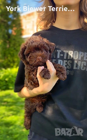 Страхотно момче малтипу! Доставка , снимка 2 - Пудели - 54326332