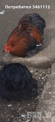 Чифт Мини кохин , снимка 3 - За птици - 54130717