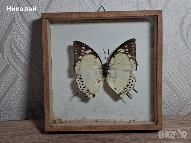 Препарирана Пеперуда в Рамка, снимка 2 - Декорация за дома - 54175284