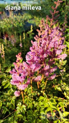 Астилбе, Astilbe, многогодишно за сянка!!