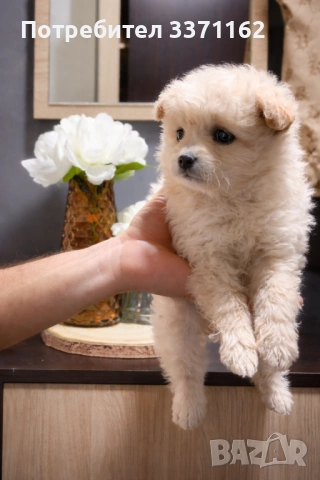 Померански шпиц