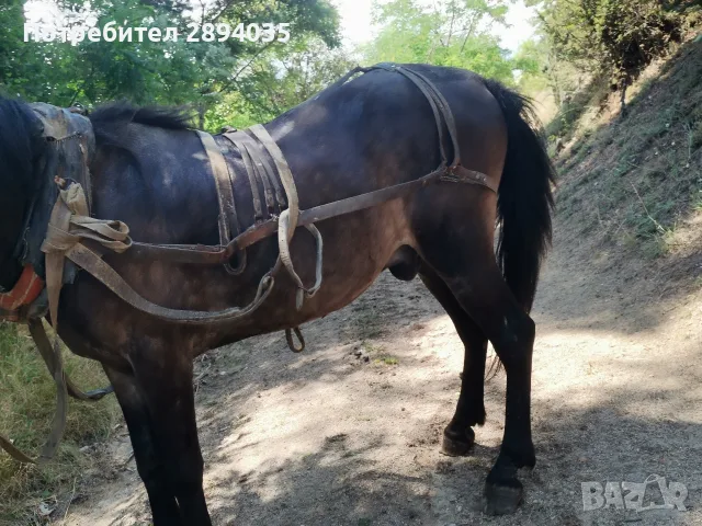 скопен кон много кротък 
