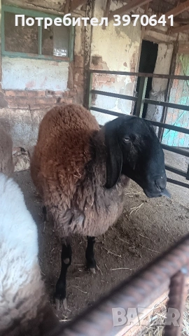 Продавам,3 броя офце,1 коч и 2 ягнета