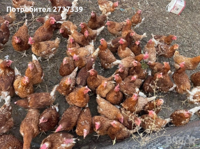 Кокошки за бургас и региона