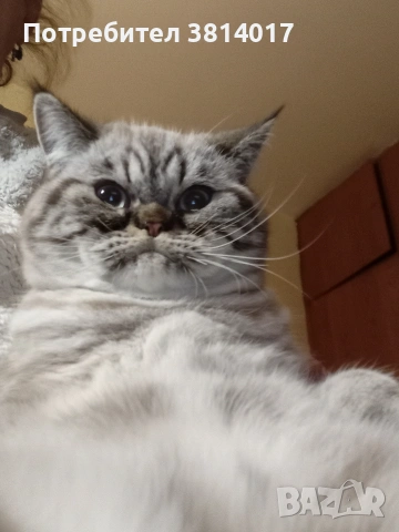 табй котета 