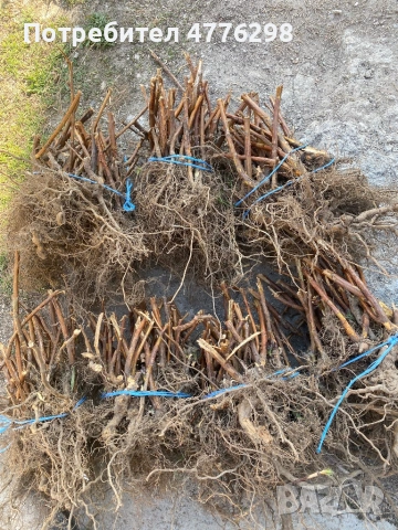 Разсад малини и ягоди