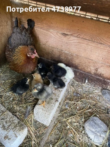 Разплодни яйца, снимка 8 - други­ - 54272318