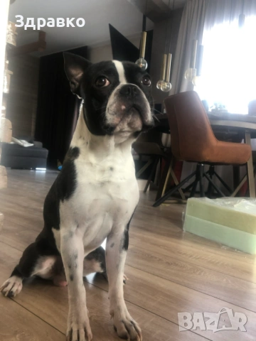 Подарявам боксер териер, снимка 2 - Боксер - 53993525