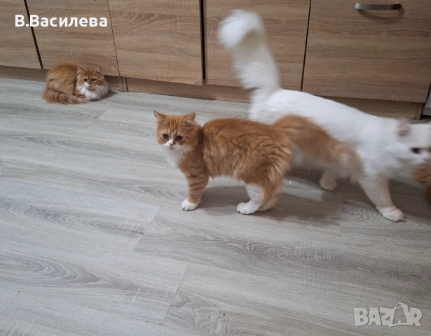 Персийски котета, снимка 10 - Персийска - 53958055