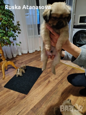 Сладки пекинезчета , снимка 3 - Пекинез - 54031422