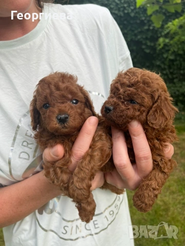 Пудел той/poodle toy, снимка 5 - Пудели - 55125071