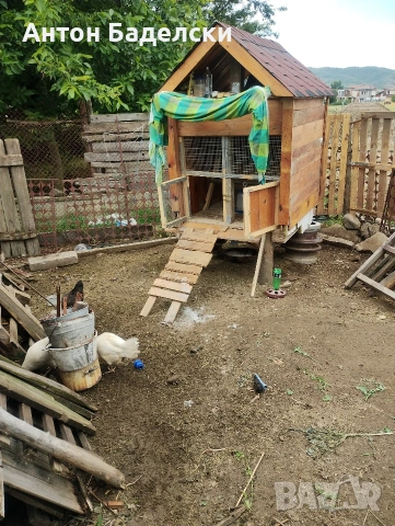 Продавам пилета от свбодни кокошки , снимка 3 - Кокошки и пуйки - 54753057