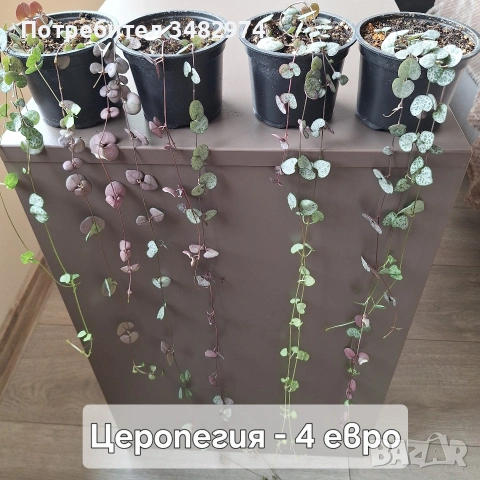 Предлагам стайни растения, снимка 4 - Стайни растения - 54893019