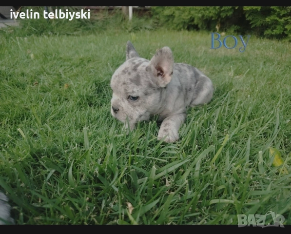 Френски булдочета , снимка 6 - Френски булдог - 55156357